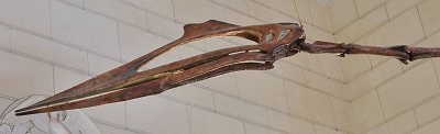 Pterosaur head