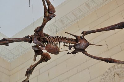 Pterosaur body had a rib cage, vertebrae, a pelvis, and a tail