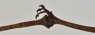 Pterosaur claws