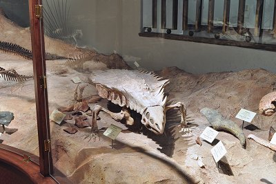 heavily armoured Aetosaur