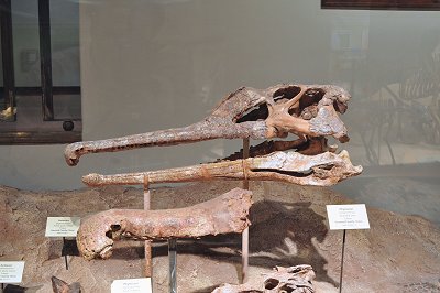 crocodile-like Phytosaur