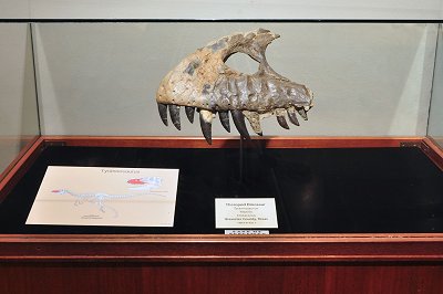 dinosaur teeth