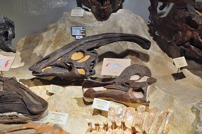 Parasaurolophus and Hadrosaur