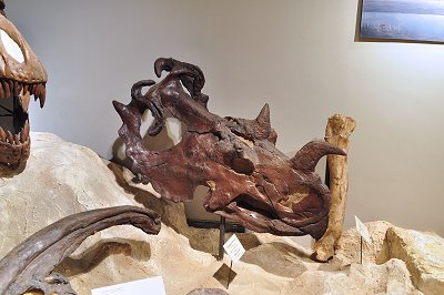 Centrosaurus was a pointed lizard