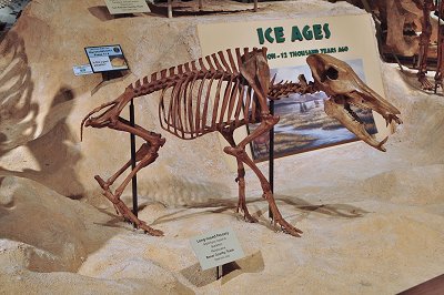 long-nosed Peccary