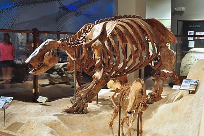 Megatherium or Ground Sloth
