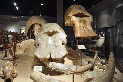a Mammoth head and a Gomphothere head