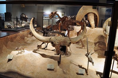bison