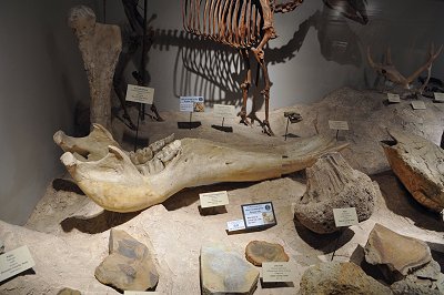 shovel tusked Gomphothere a prehistoric elephant