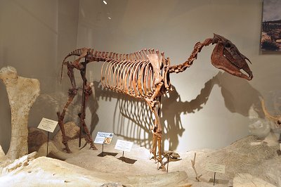 Hagerman horse or American Zebra