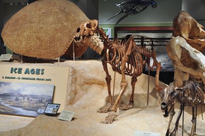 Scimitar-toothed cat