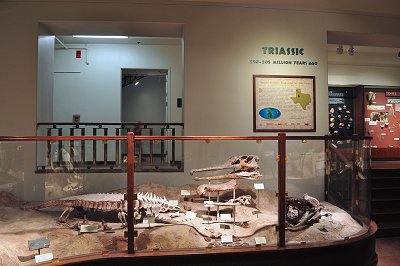 Triassic Period exhibit